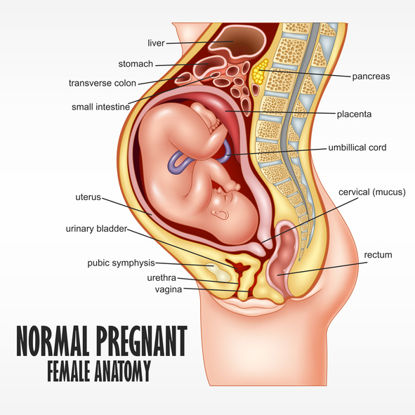 What is a Mucus Plug Losing Your Mucus Plug in Labor